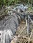 stukke reiger